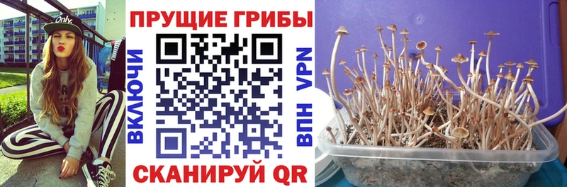даркнет сайт  сайты даркнета какой сайт  Псилоцибиновые грибы MAGIC MUSHROOMS  Щёлкино 